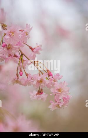 Kirschblüten oder Sakura sind die Blüten von hauptsächlich Zierkirschbäumen. Sie wurden im Ivey Park London Ontario Kanada fotografiert. Stockfoto