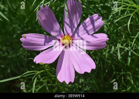 Ein rosafarbener Kosmos in Blüte. COSMOS (Cosmos sulpureus, Cosmos bipinnatus), ein jährlich aus der Familie der Asteraceae, blüht an einem hellen Sommertag Stockfoto