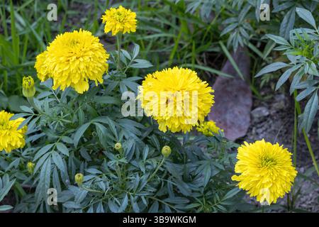 Wunderschöne Ringelblumen blühen in einem Garten (Tagetes erecta), auch bekannt als aztekische Ringelblume, afrikanische Ringelblume und mexikanische Ringelblume. Stockfoto
