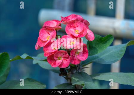 Schöne rote Dornenkrone (Euphorbia milii), auch bekannt als Christuspflanze oder Christusdorn, blüht in einem Garten an einem hellen sonnigen Tag. Stockfoto