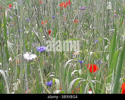 Eine üppige Wiese voller lebendiger Wildblumen mit markanten roten Mohnblumen und blauen Kornblumen, die sich zwischen hohen grünen Gräsern mischen. Eine lebendige Belohnung Stockfoto