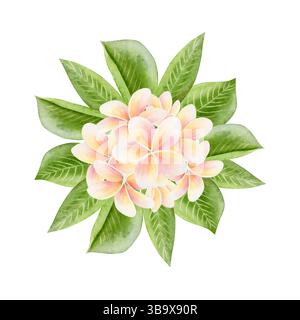 Plumeria-Bouquet mit Blättern Aquarellillustration isoliert auf weiß. Runde Zeichnung mit tropischen Blüten für Blumenaufkleber. Brasilianische Sommerfrangipani Stockfoto