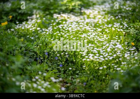 Frühlingswiesen mit Periwinkle oder Vinca und Rabelera Holostea oder Stellaria Holostea, die zwischen dichtem Grün wachsen. Die frische Vegetation spiegelt das Meer wider Stockfoto