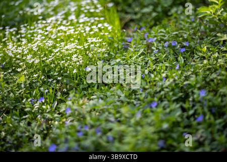Frühlingswiesen mit Periwinkle oder Vinca und Rabelera Holostea oder Stellaria Holostea, die zwischen dichtem Grün wachsen. Die frische Vegetation spiegelt das Meer wider Stockfoto