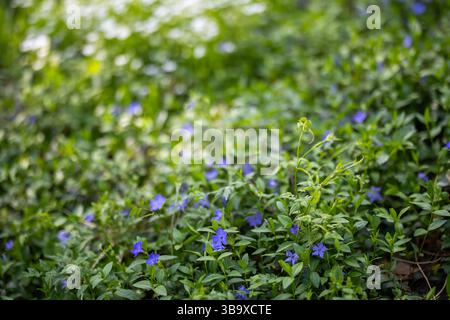 Frühlingswiesen mit Periwinkle oder Vinca und Rabelera Holostea oder Stellaria Holostea, die zwischen dichtem Grün wachsen. Die frische Vegetation spiegelt das Meer wider Stockfoto