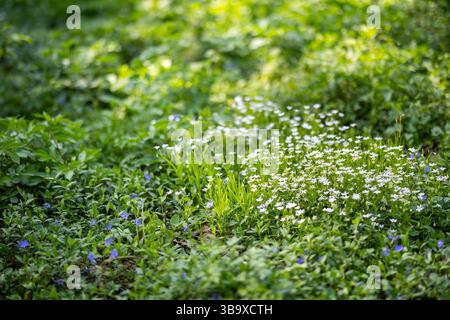 Frühlingswiesen mit Periwinkle oder Vinca und Rabelera Holostea oder Stellaria Holostea, die zwischen dichtem Grün wachsen. Die frische Vegetation spiegelt das Meer wider Stockfoto