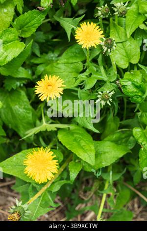 Löwenzahn wächst im Garten und auf den Straßen der Stadt. Unkrautbekämpfung, die Verwendung von Pflanzen als Nahrung Stockfoto