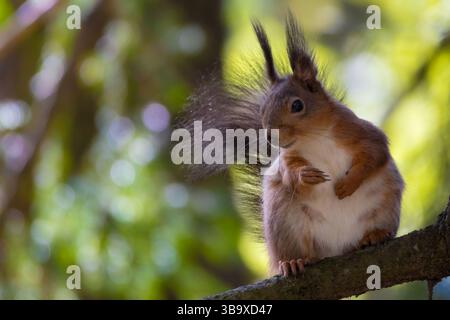 Frühlingswald, Eichhörnchen mit großen Ohren im Wald oder Park. Stockfoto