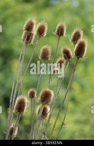 Wilde Teaselpflanze (Dipsacus sylvestris) Stockfoto