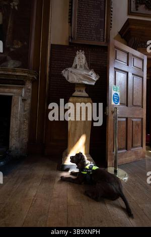 National Dogs Day – Pip, ein „verrottungsvoller Hund“, der mit dem Hundeführer Isobel Mar im St. Bartholomew’s Hospital North Wing, Großbritannien, nasse und trockene Fäule herausschnuppern ‘ Stockfoto