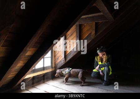 National Dogs Day – Pip, ein „verrottungsvoller Hund“, der mit dem Hundeführer Isobel Mar im St. Bartholomew’s Hospital North Wing, Großbritannien, nasse und trockene Fäule herausschnuppern ‘ Stockfoto