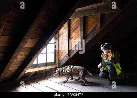 National Dogs Day – Pip, ein „verrottungsvoller Hund“, der mit dem Hundeführer Isobel Mar im St. Bartholomew’s Hospital North Wing, Großbritannien, nasse und trockene Fäule herausschnuppern ‘ Stockfoto