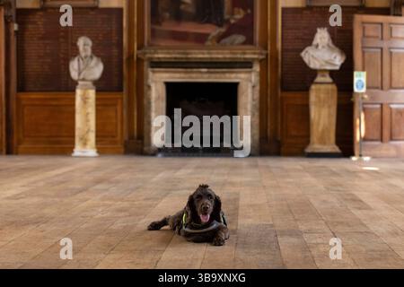 National Dogs Day – Pip, ein „verrottungsvoller Hund“, der mit dem Hundeführer Isobel Mar im St. Bartholomew’s Hospital North Wing, Großbritannien, nasse und trockene Fäule herausschnuppern ‘ Stockfoto