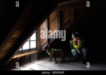 National Dogs Day – Pip, ein „verrottungsvoller Hund“, der mit dem Hundeführer Isobel Mar im St. Bartholomew’s Hospital North Wing, Großbritannien, nasse und trockene Fäule herausschnuppern ‘ Stockfoto