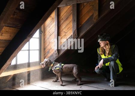 National Dogs Day – Pip, ein „verrottungsvoller Hund“, der mit dem Hundeführer Isobel Mar im St. Bartholomew’s Hospital North Wing, Großbritannien, nasse und trockene Fäule herausschnuppern ‘ Stockfoto