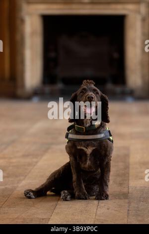 National Dogs Day – Pip, ein „verrottungsvoller Hund“, der mit dem Hundeführer Isobel Mar im St. Bartholomew’s Hospital North Wing, Großbritannien, nasse und trockene Fäule herausschnuppern ‘ Stockfoto