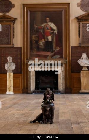 National Dogs Day – Pip, ein „verrottungsvoller Hund“, der mit dem Hundeführer Isobel Mar im St. Bartholomew’s Hospital North Wing, Großbritannien, nasse und trockene Fäule herausschnuppern ‘ Stockfoto