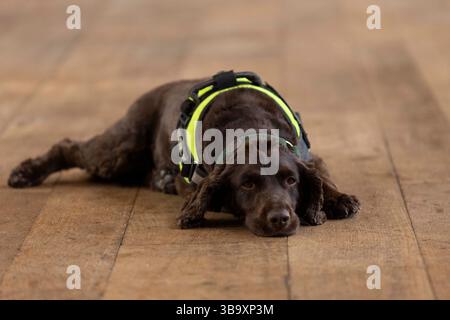 National Dogs Day – Pip, ein „verrottungsvoller Hund“, der mit dem Hundeführer Isobel Mar im St. Bartholomew’s Hospital North Wing, Großbritannien, nasse und trockene Fäule herausschnuppern ‘ Stockfoto