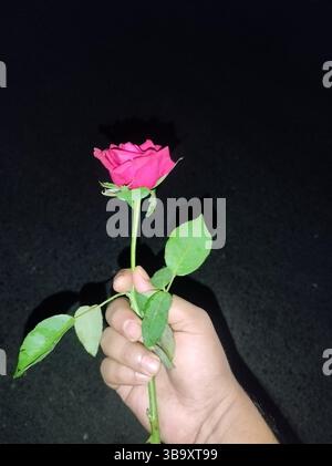 Hand mit einer rosa Rose auf dunklem Hintergrund bei Nacht Stockfoto