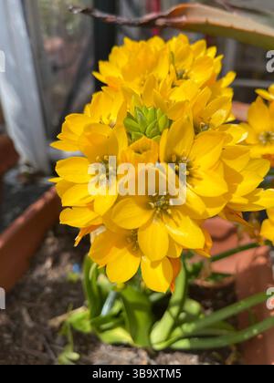 Gelbe Blüten in Töpfen. Alte Straße in italienischer Landschaft in der Nähe des Meeres. Traditionelles Gebäude. Sonniger Frühlingstag. Natur und Jahreszeiten. Hintergrund für die Konstruktion Stockfoto