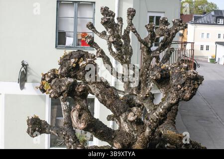 Die neuen Knospen der beschnittenen Linde tauchen im Mai auf Stockfoto