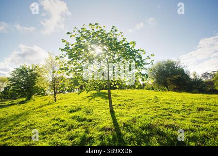 Hoya ancha Tilo, Tilo Common, Tilia platyphyllos. Spanien Stockfoto