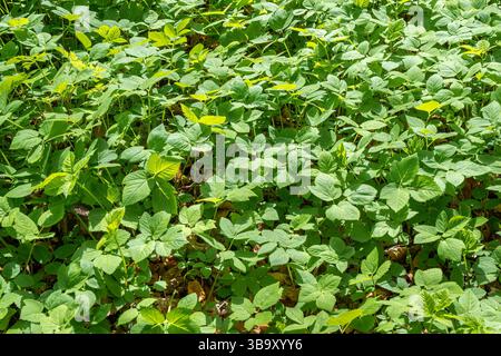 Im Wald wächst der Grundälteste (Aegopodium podagraria). Stockfoto