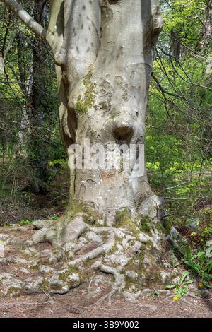 Stamm einer Buche mit starken Wurzeln, Wurzelgebilde Stamm einer Buche mit starken Wurzeln, Wurzelgebilde *** Stamm einer Buche mit starken Wurzeln, Stockfoto