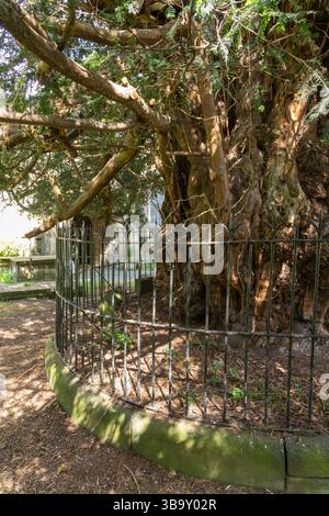 Die Darley Yew ist ein alter Baum auf dem Friedhof der St. Helen's Kirche in der Nähe von Matlock. Er ist etwa 2000 Jahre alt. Stockfoto