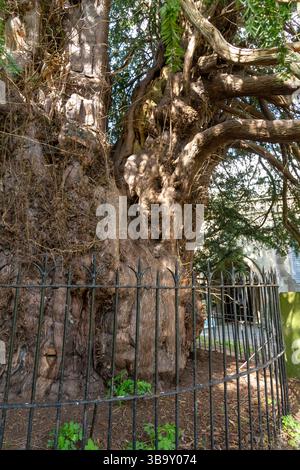 Die Darley Yew ist ein alter Baum auf dem Friedhof der St. Helen's Kirche in der Nähe von Matlock. Er ist etwa 2000 Jahre alt. Stockfoto