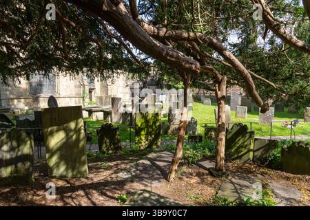 Die Darley Yew ist ein alter Baum auf dem Friedhof der St. Helen's Kirche in der Nähe von Matlock. Er ist etwa 2000 Jahre alt. Stockfoto