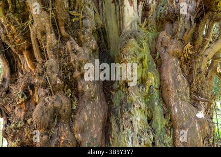 Die Darley Yew ist ein alter Baum auf dem Friedhof der St. Helen's Kirche in der Nähe von Matlock. Er ist etwa 2000 Jahre alt. Stockfoto
