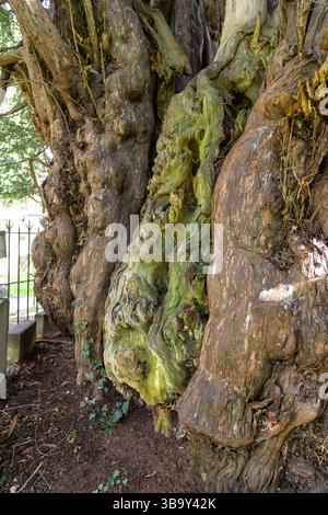 Die Darley Yew ist ein alter Baum auf dem Friedhof der St. Helen's Kirche in der Nähe von Matlock. Er ist etwa 2000 Jahre alt. Stockfoto