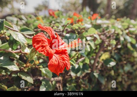 Nahaufnahme einer lebendigen roten Hibiskusblüte mit markanten orangen Stamen, die inmitten von üppigem grünem Laub bei hellem Sonnenlicht gedeihen Stockfoto