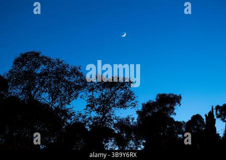 Malerischer Blick auf einen Mond über einem magischen Wald von patulösen Bäumen am Abend mit Kopierraum. Hohe Bäume wachsen in einer mystischen Natur Stockfoto
