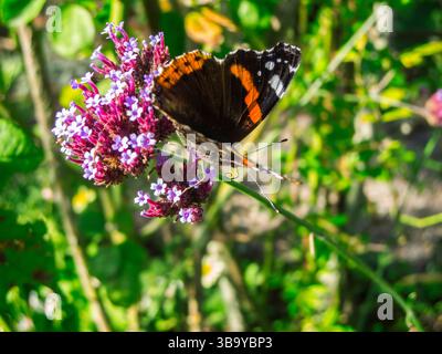 Ganzkörperansicht eines Admiral-Schmetterlings (lat: Vanessa atalanta) mit offenen Flügeln, die auf dem Stiel einer Doldenblume sitzen. Stockfoto