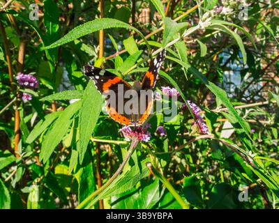 Rückansicht eines Admiral-Schmetterlings (lat: Vanessa atalanta) mit offenen Flügeln, die auf dem Stiel einer kleinen Doldenblume sitzen. Stockfoto