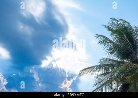 Bei einer Aufnahme aus einem niedrigen Winkel wird eine Kokospalme vor einem hellblauen Himmel mit verstreuten weißen Wolken aufgenommen. Sonnenlicht filtert durch die Palmwedel, Kreatin Stockfoto