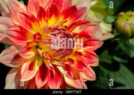 Nahaufnahme der Dahlia LaBella® Maggiore „Fun Flame“-Blume in hellem Sonnenschein. Eine beliebte zweifarbige Dahlia. Stockfoto