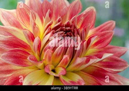 Nahaufnahme der Dahlia LaBella® Maggiore „Fun Flame“ Blume Stockfoto