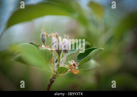 Baby-rosa Blume eines Kletterrosenbusches Stockfoto