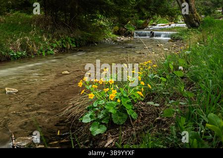 Blick auf Sumpfpflanzen, die am Rande eines Waldstroms wachsen, mit kleinen Wasserfällen und Bäumen im Hintergrund Stockfoto