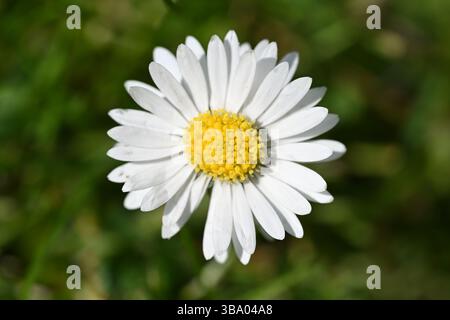 Eine kleine und zarte weiße englische Gänseblümchenblume, die auf dem Rasen eines englischen Gartens wächst Stockfoto