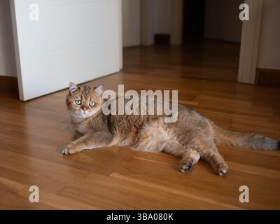 Orangefarbene Katze, die auf Betonboden liegt. Stockfoto