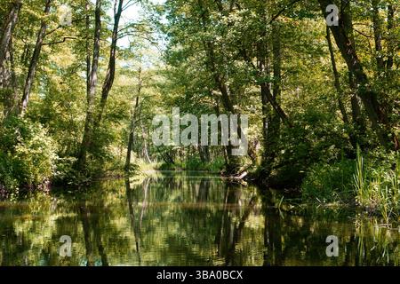 Waldfluss mit Reflexion. Ruhiges Wasser zwischen Bäumen. Blick auf die grüne Natur. Friedliche Outdoor-Szene. Wilde, unberührte Umgebung. Stockfoto