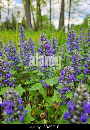 Ajuga genevensis oder Genfer Bugleweed blühen mit leuchtenden lila blauen Blüten, die in langen Stacheln angeordnet sind. Die grünen Blätter sorgen für eine üppige Vegetation Stockfoto