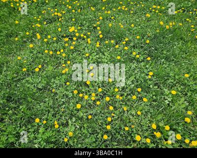 Üppiges grünes Feld mit leuchtend gelben Löwenzahn in Blüte und grünen Kleeblättern durch dichte Grashalme. Lebendiger Hintergrund, der den widerspiegelt Stockfoto