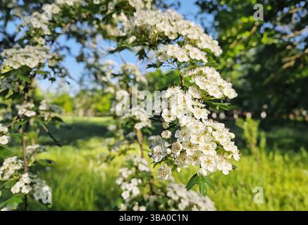 Nahaufnahme von Weißdornblüten in Blüte. Crataegus weiße Blüten mit rosafarbenen Staubblättern, die auf den Strauchzweigen über grünem Frühlingsgrund gruppiert sind Stockfoto