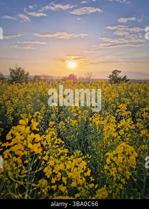 Großes Feld mit hellgelben Rapsblüten bei Sonnenuntergang. Wunderschöne Landschaft mit Rapsblüten im Frühlingswind Stockfoto