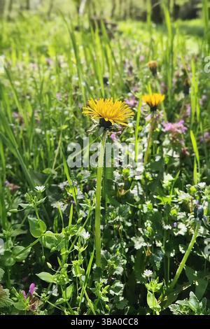 Lebendige Wiese mit grünem Gras und verschiedenen Wildblumen. Blühende gelbe Löwenzahnblume aus der Nähe. Verschwommener Waldhintergrund verstärkt die Ruhe A Stockfoto